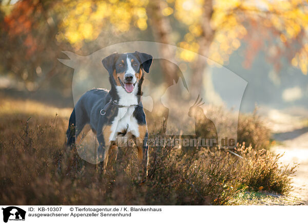 ausgewachsener Appenzeller Sennenhund / adult Appenzell Mountain Dog / KB-10307