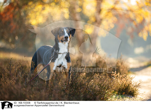 ausgewachsener Appenzeller Sennenhund / adult Appenzell Mountain Dog / KB-10308