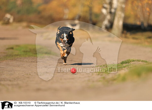 ausgewachsener Appenzeller Sennenhund / KB-10310