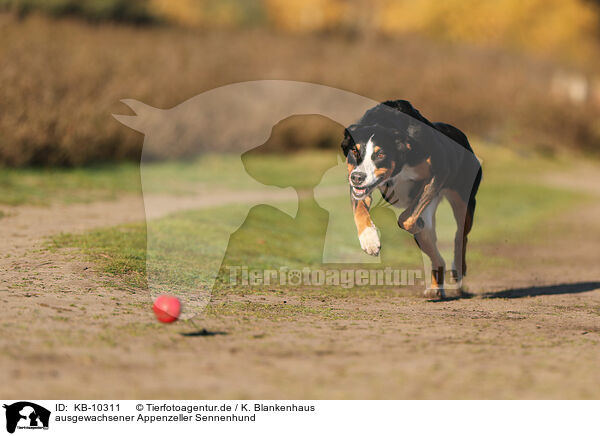 ausgewachsener Appenzeller Sennenhund / adult Appenzell Mountain Dog / KB-10311