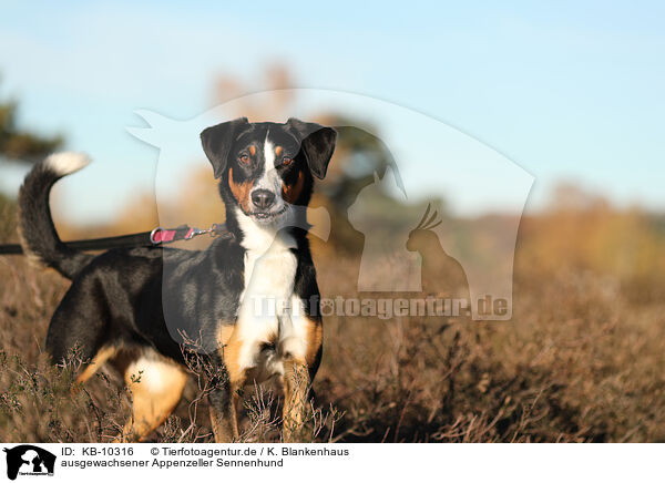 ausgewachsener Appenzeller Sennenhund / adult Appenzell Mountain Dog / KB-10316