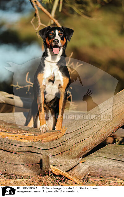ausgewachsener Appenzeller Sennenhund / adult Appenzell Mountain Dog / KB-10321