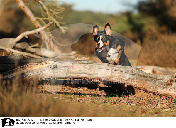 ausgewachsener Appenzeller Sennenhund / KB-10324