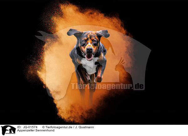 Appenzeller Sennenhund / JQ-01574