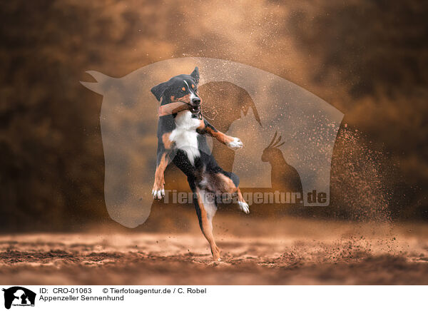 Appenzeller Sennenhund / CRO-01063
