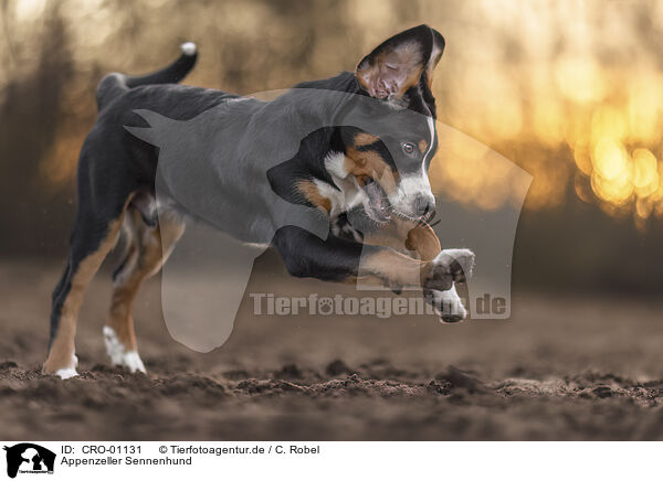 Appenzeller Sennenhund / CRO-01131