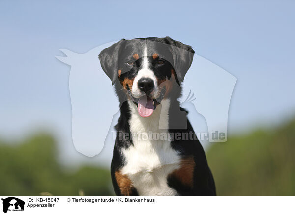 Appenzeller / Appenzell Mountain Dog / KB-15047