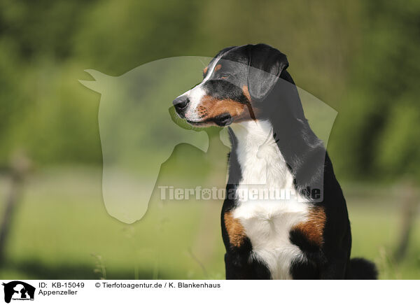 Appenzeller / Appenzell Mountain Dog / KB-15049
