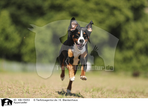 Appenzeller / Appenzell Mountain Dog / KB-15053