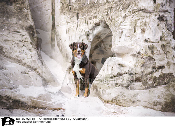 Appenzeller Sennenhund / Appenzell Mountain Dog / JQ-02118