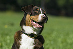 Appenzeller Sennenhund