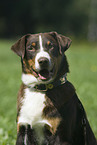 Appenzeller Sennenhund