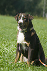 Appenzeller Sennenhund