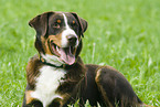 Appenzeller Sennenhund