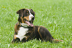 Appenzeller Sennenhund