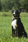 Appenzeller Sennenhund