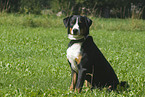 Appenzeller Sennenhund