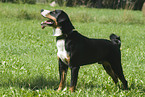 Appenzeller Sennenhund