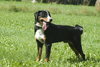 Appenzeller Sennenhund