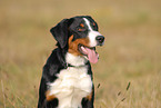 Appenzeller Sennenhund Portrait