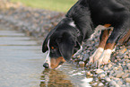 Appenzeller Sennenhund