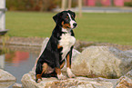 Appenzeller Sennenhund