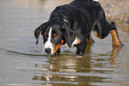 badender Appenzeller Sennenhund