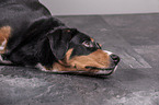 Appenzeller Sennenhund Portrait