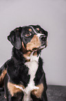 Appenzeller Sennenhund Portrait