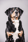 Appenzeller Sennenhund Portrait