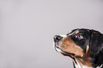 Appenzeller Sennenhund Portrait