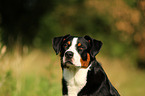 Appenzeller Sennenhund Portrait