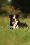 liegender Appenzeller Sennenhund