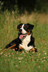 liegender Appenzeller Sennenhund