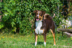 Appenzeller Sennenhund