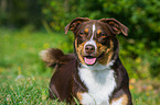 Appenzeller Sennenhund Portrait