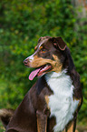 Appenzeller Sennenhund Portrait