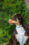 Appenzeller Sennenhund Portrait