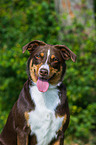 Appenzeller Sennenhund Portrait