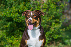 Appenzeller Sennenhund Portrait