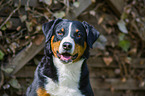 Appenzeller Sennenhund Portrait