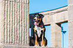 sitzender Appenzeller Sennenhund