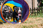 Appenzeller Sennenhund Welpen