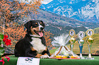 Appenzeller Sennenhund mit Pokalen