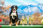 sitzender Appenzeller Sennenhund