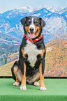 sitzender Appenzeller Sennenhund