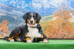 liegender Appenzeller Sennenhund