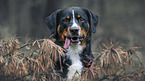 Appenzeller Sennenhund Portrait