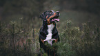 Appenzeller Sennenhund Portrait