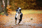 rennender Appenzeller Sennenhund